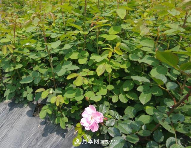 養(yǎng)殖月季，選用一個靠譜方法，爆筍不停(圖1)