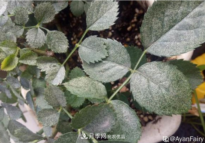 月季常見7大蟲害，防治方法都在這里了，收藏起來(圖3)