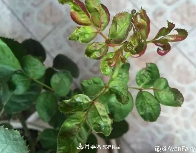 月季常見7大蟲害，防治方法都在這里了，收藏起來(圖5)