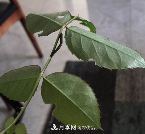 月季常見7大蟲害，防治方法都在這里了，收藏起來(圖10)