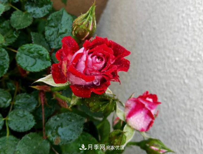 月季常見7大蟲害，防治方法都在這里了，收藏起來(圖9)