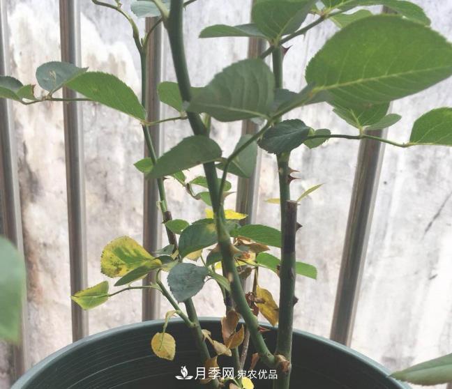 月季常見7大蟲害，防治方法都在這里了，收藏起來(圖6)