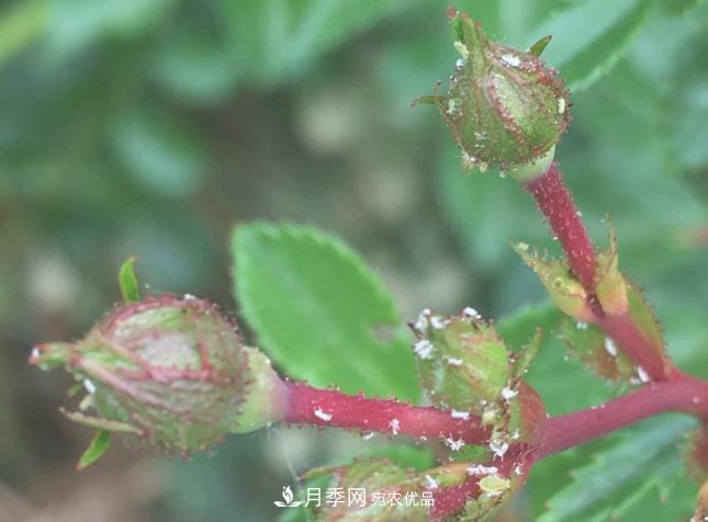月季常見7大蟲害，防治方法都在這里了，收藏起來(圖8)