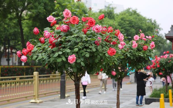 保證這兩個(gè)條件，80%的花卉都能養(yǎng)的住(圖1)