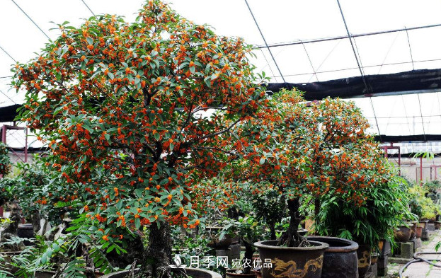 養(yǎng)護(hù)盆栽桂花，4方面做到位，9月到11月開花更多更香(圖2)