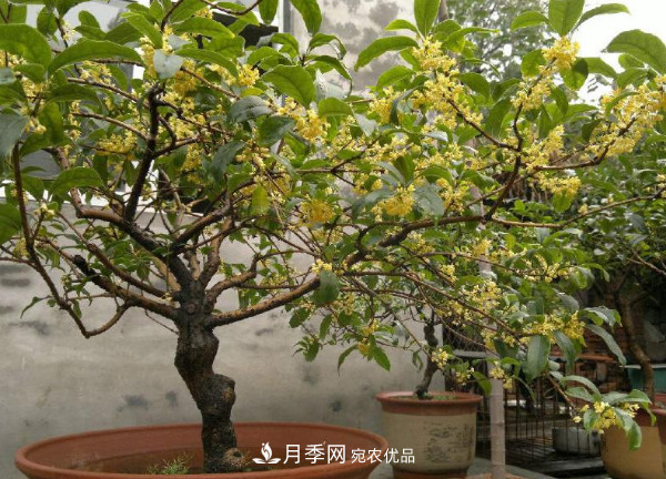 養(yǎng)護(hù)盆栽桂花，4方面做到位，9月到11月開花更多更香(圖1)