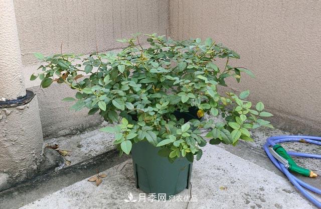 快要開花的月季花，一把肥回到了解放前，隨意施肥有風(fēng)險(圖2)