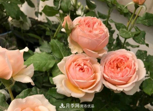 快要開花的月季花，一把肥回到了解放前，隨意施肥有風(fēng)險(圖1)