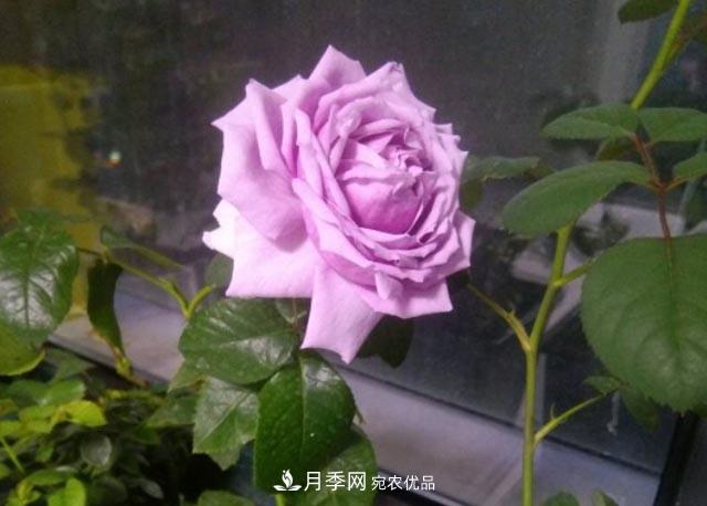 九月養(yǎng)月季，做到&quot;3多&quot;，秋花不愁開(kāi)，春花更可期(圖1)
