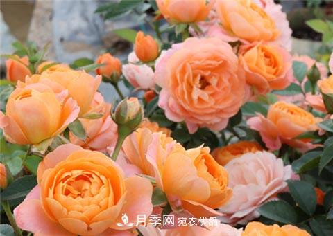 月季不會(huì)修剪？3種情況不要亂剪，一剪就沒(méi)(圖1)