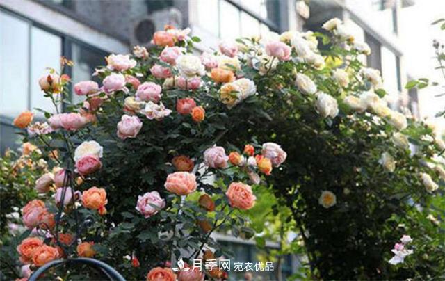 大戶人家用6種方法養(yǎng)造型月季，美觀大氣上檔次(圖1)