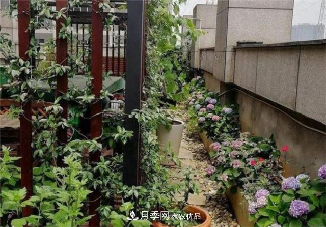 大戶人家用6種方法養(yǎng)造型月季，美觀大氣上檔次(圖2)