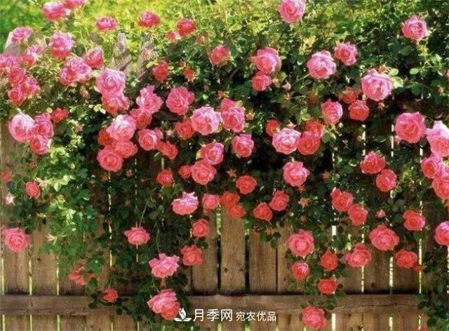 大戶人家用6種方法養(yǎng)造型月季，美觀大氣上檔次(圖3)