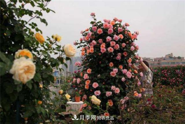 大戶人家用6種方法養(yǎng)造型月季，美觀大氣上檔次(圖4)