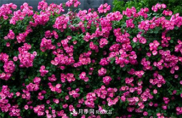 大戶人家用6種方法養(yǎng)造型月季，美觀大氣上檔次(圖5)