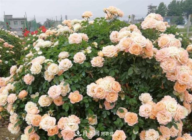 大戶人家用6種方法養(yǎng)造型月季，美觀大氣上檔次(圖6)