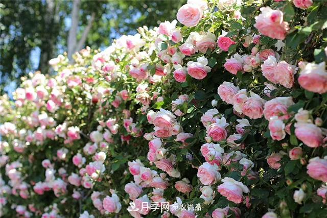 大戶人家用6種方法養(yǎng)造型月季，美觀大氣上檔次(圖7)