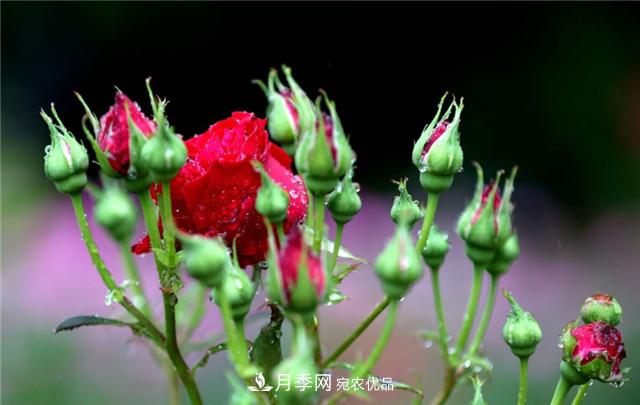 為什么要把月季的花苞都掐掉，修剪搭配施肥，10月有驚喜(圖2)