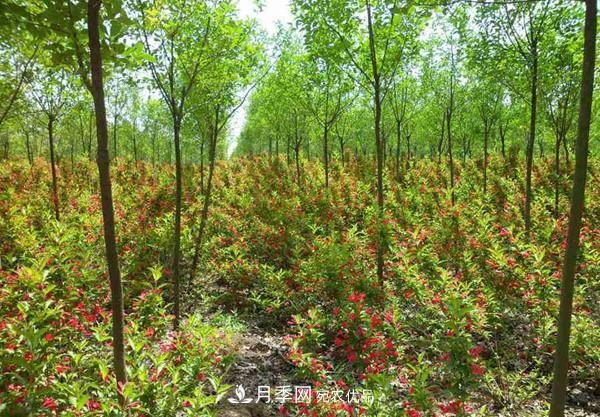 為什么嚴(yán)禁耕地種植花卉苗木草皮？(圖1)