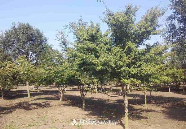 移栽苗木大樹，記住這幾點(diǎn)，成活率翻倍(圖1)