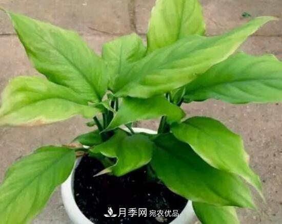 萬年青有哪些品種，萬年青的品種圖片大全(圖4)