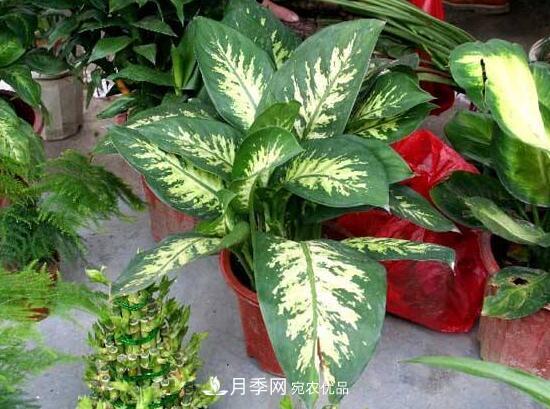 萬年青有哪些品種，萬年青的品種圖片大全(圖2)