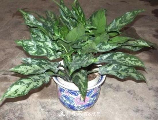萬年青有哪些品種，萬年青的品種圖片大全(圖5)