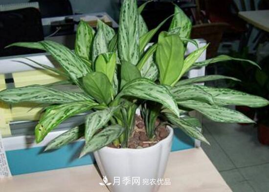 萬年青有哪些品種，萬年青的品種圖片大全(圖7)