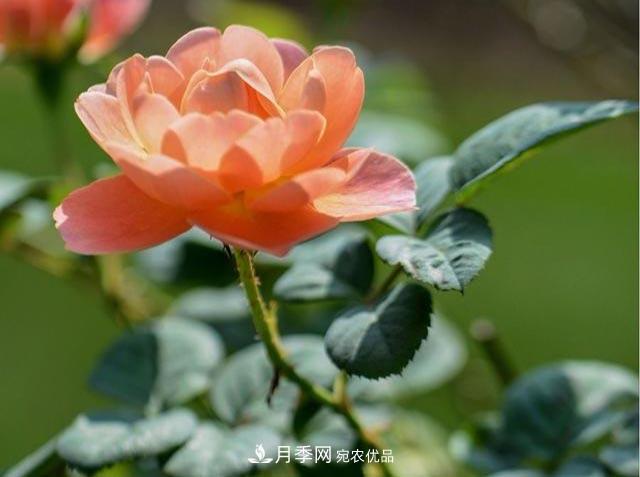 九月份養(yǎng)月季注重3個步驟，掌握到手開花次數(shù)多(圖1)