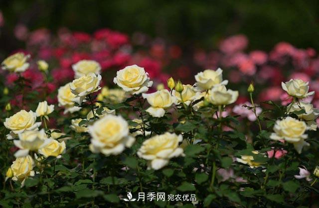 九月份養(yǎng)月季注重3個步驟，掌握到手開花次數(shù)多(圖2)