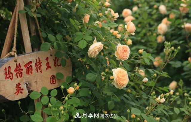 耐看的10種月季推薦：非常養(yǎng)眼，你養(yǎng)過幾種(圖3)