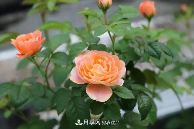 耐看的10種月季推薦：非常養(yǎng)眼，你養(yǎng)過幾種(圖1)