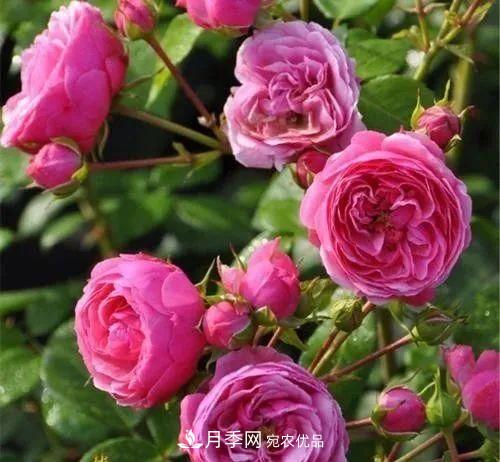 耐看的10種月季推薦：非常養(yǎng)眼，你養(yǎng)過幾種(圖6)