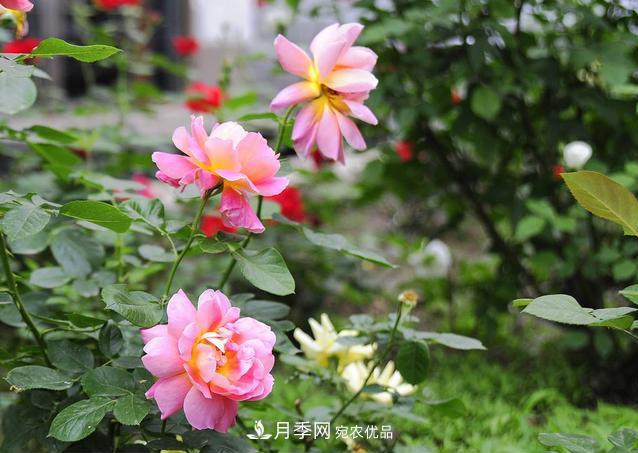月季花為什么只長(zhǎng)枝條不開(kāi)花？如何讓月季爆筍？(圖1)