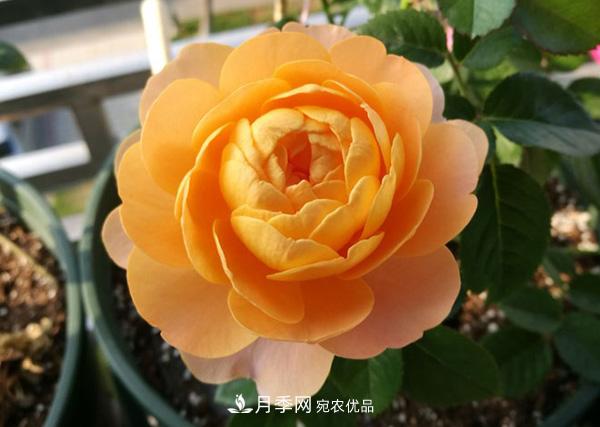 推薦10個微月品種能開又抗病，給新手的微型月季(圖1)