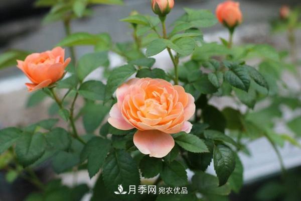 大花月季、豐花月季、微型月季知識介紹(圖3)