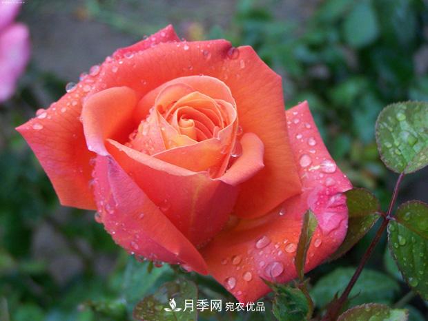 月季養(yǎng)花澆水的六個方法，七大禁忌！(圖1)