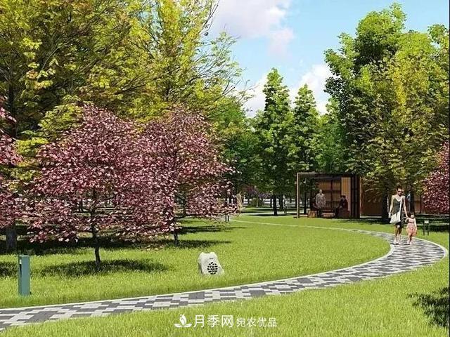 上海松江10萬平方米月季小鎮(zhèn)9月底完工，十一等你來打卡(圖6)