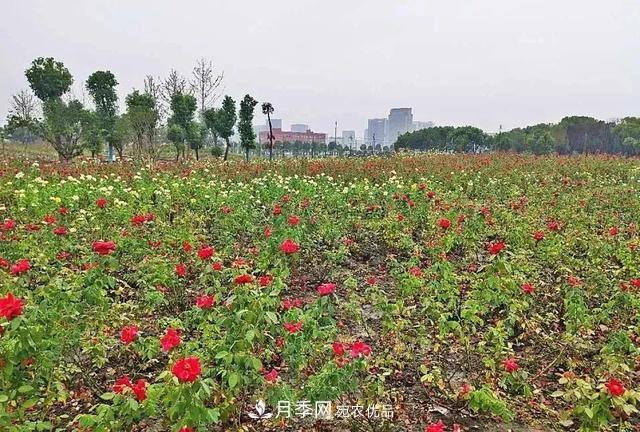 上海松江10萬平方米月季小鎮(zhèn)9月底完工，十一等你來打卡(圖4)