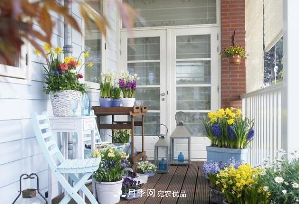 上海發(fā)布《窗陽(yáng)臺(tái)綠化推薦植物名錄》，月季花在列，好不好養(yǎng)來看看(圖1)