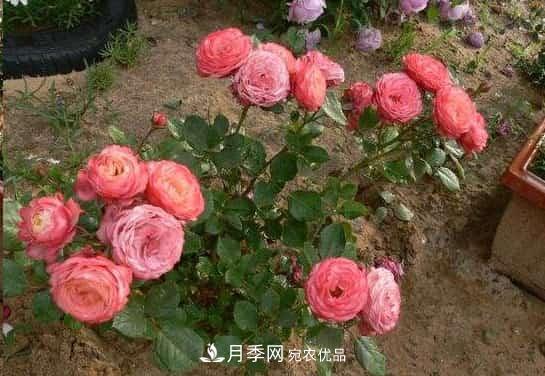 月季地栽這么做，長(zhǎng)的比別人家的快10倍(圖1)