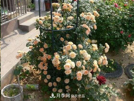 月季地栽這么做，長(zhǎng)的比別人家的快10倍(圖2)