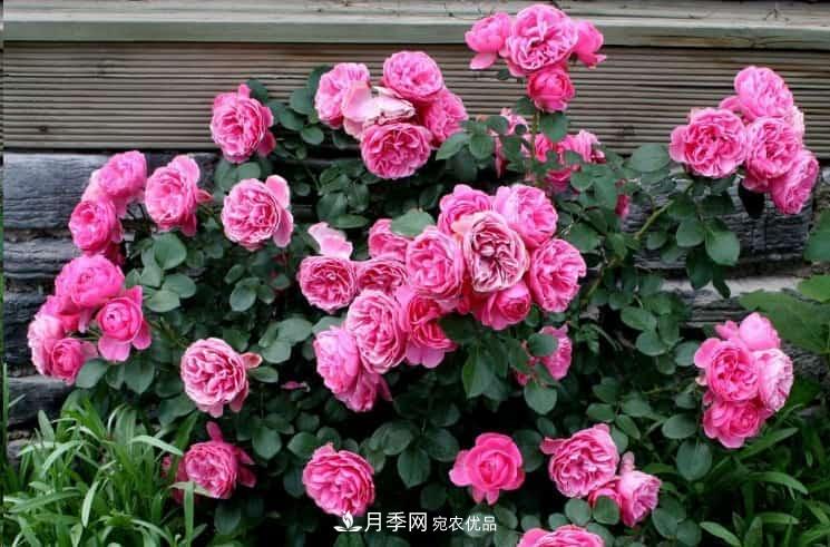 養(yǎng)了2年的藤本月季不開花有三個(gè)原因，南方花友如何解決？(圖1)