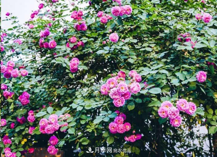 養(yǎng)了2年的藤本月季不開花有三個(gè)原因，南方花友如何解決？(圖2)