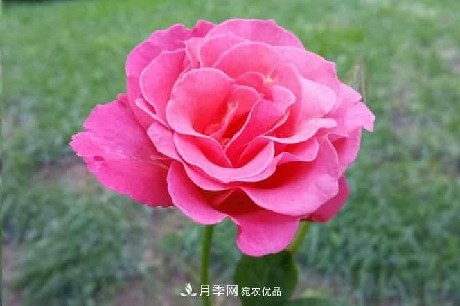 月季花苞一直打不開，5個原因在這！(圖2)