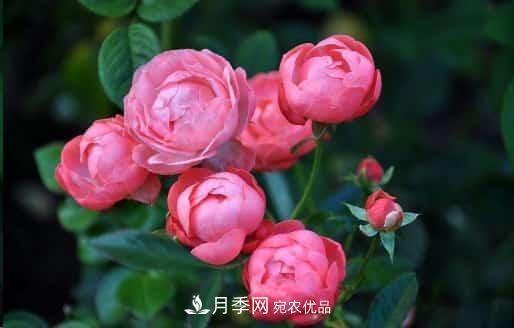 月季花苞一直打不開，5個原因在這！(圖1)