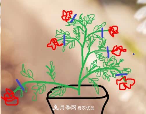 藤本月季小苗修剪方法，花友學(xué)會(huì)了嗎！(圖3)