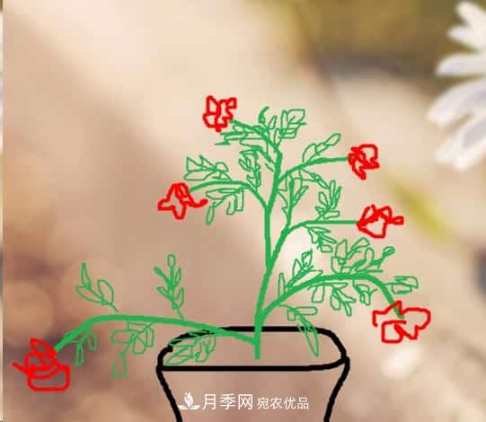 藤本月季小苗修剪方法，花友學(xué)會(huì)了嗎！(圖1)