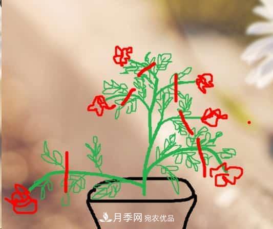 藤本月季小苗修剪方法，花友學(xué)會(huì)了嗎！(圖2)
