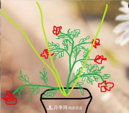 藤本月季小苗修剪方法，花友學(xué)會(huì)了嗎！(圖4)